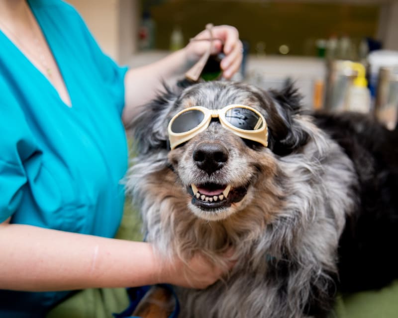 Veterinary Cold Laser Therapy for Dogs & Cats in Gilbert
