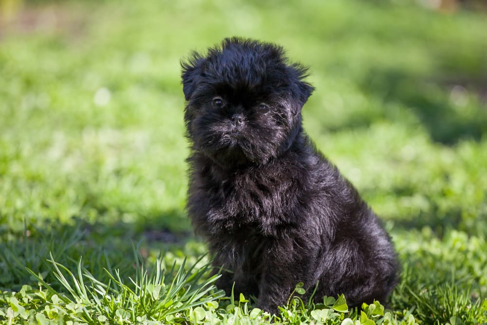 Affenpinscher