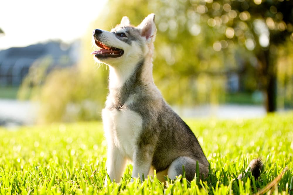 Alaskan Klee Kai