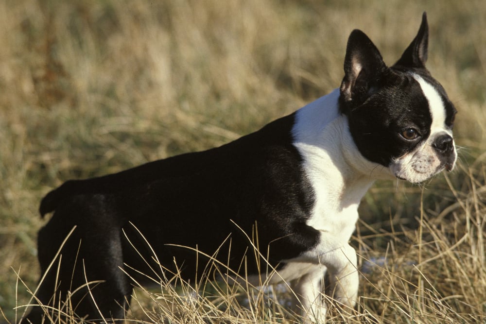 Boston Terrier