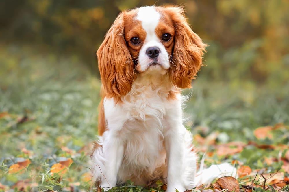 Cavalier King Charles Spaniel