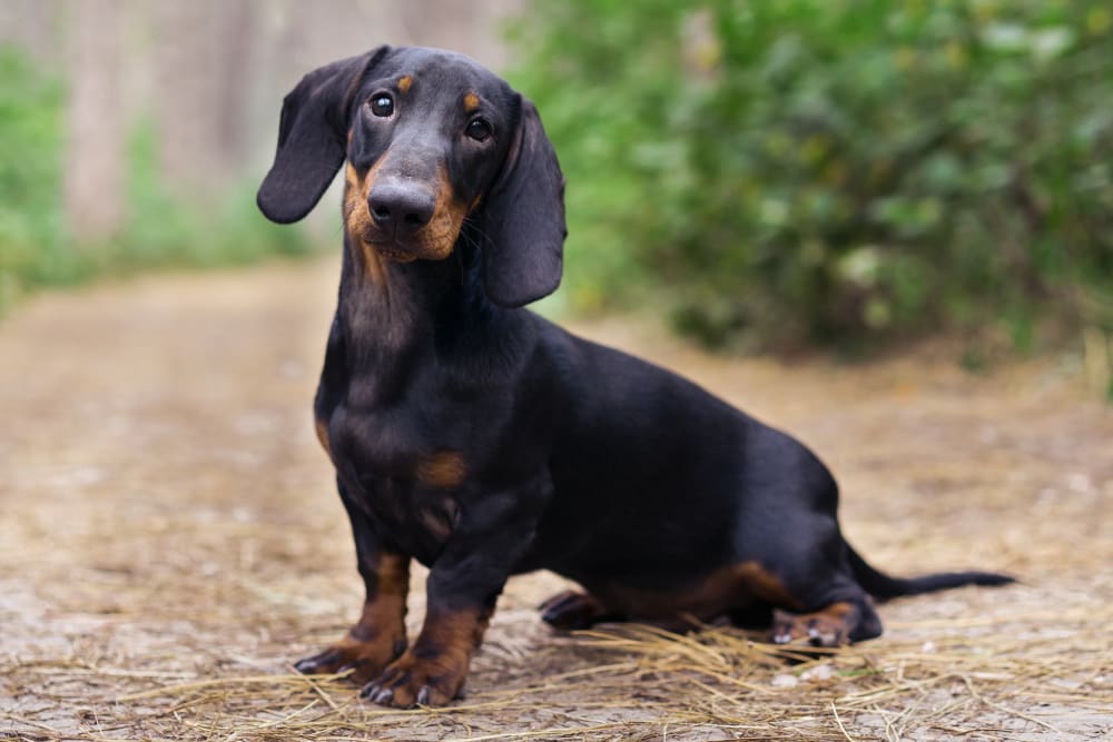 Dachshund (mini)