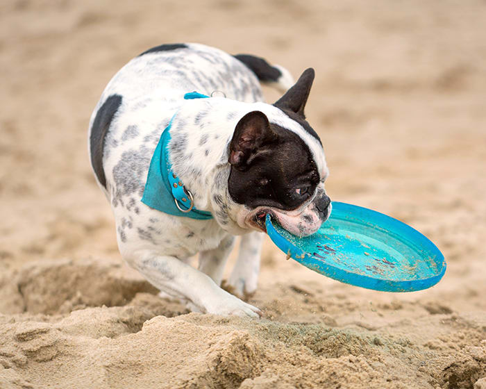 Cat & Dog Wellness Exams in Gilbert