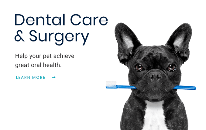 Crossroads - Pet Dental Care in Gilbert