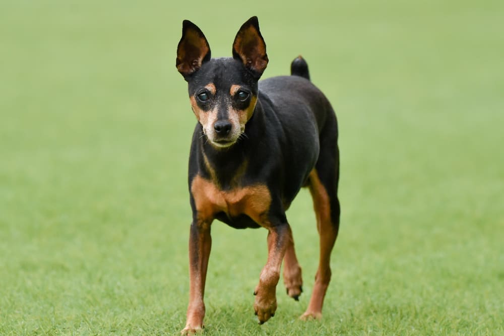 Miniature Pinscher