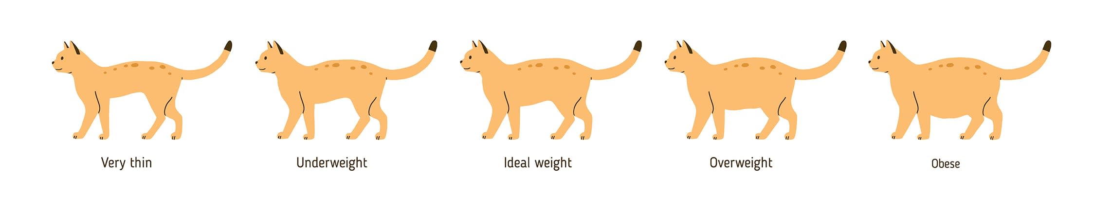 Overweight cat chart, Gilbert vet