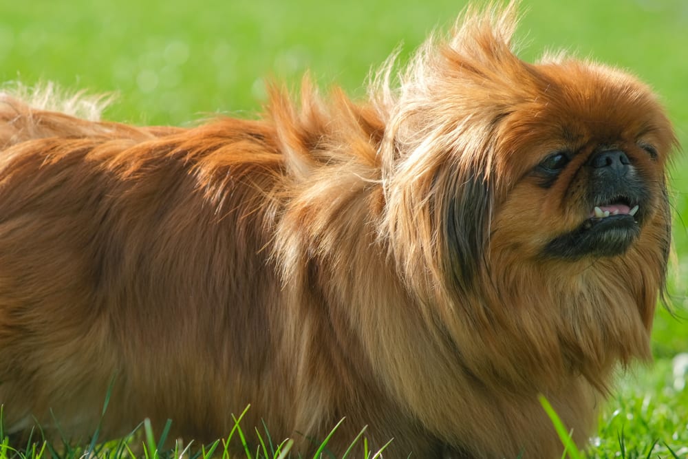 Pekingese