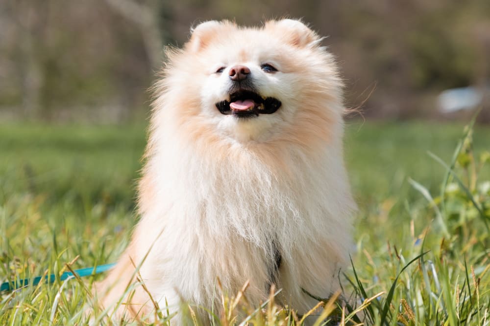 Pomeranian