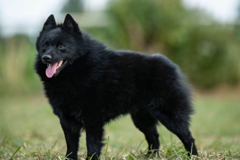 Schipperke