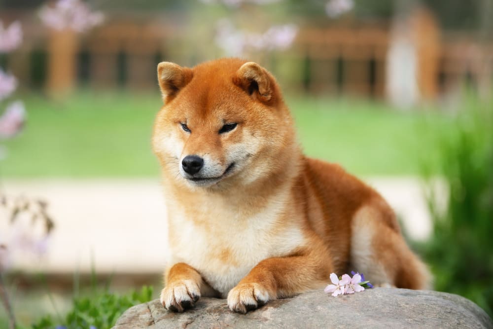 Shiba Inu