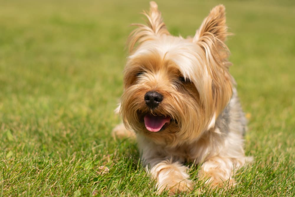 Yorkshire Terrier