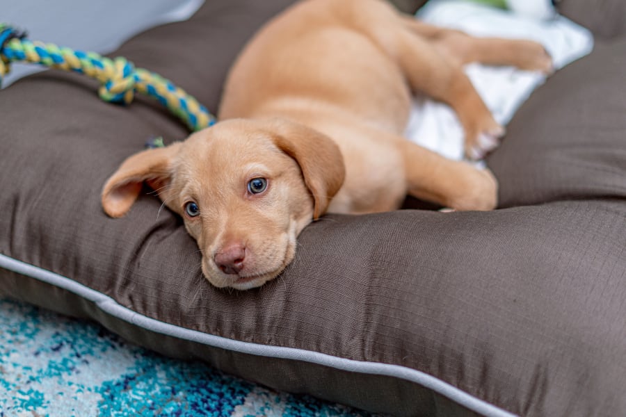 Crossroads Veterinary Hospital | Gilbert Speciality & Emergency Vet